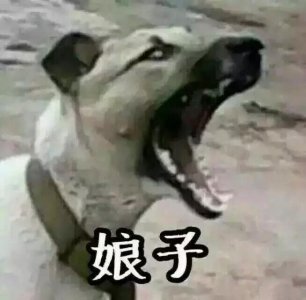 ​「情侣头像」娘子！啊哈？压箱底的不是逗比不能用的情侣头像