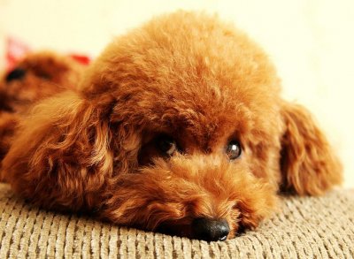 ​泰迪犬和比熊犬哪个更好养？