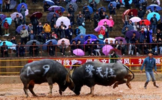 云南牛王“擎天柱”斗牛战现场实拍