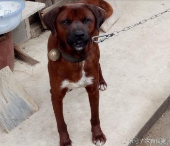 ​中华第一猎犬野性十足常被误认是土狗，可惜频临灭绝！