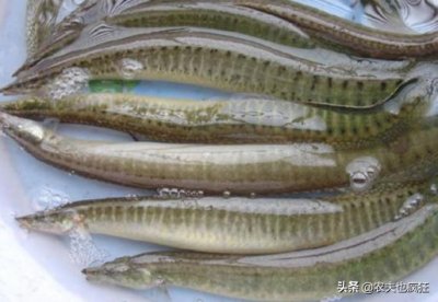 ​农村1种酷似泥鳅的无鳞鱼，背上带刺，80元1斤却少有农民养殖