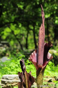 ​长相奇特、传说诡异的花-魔芋花