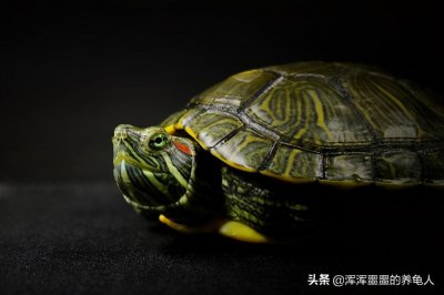 ​乌龟得了肺炎怎么办？能自愈么？应该如何治疗？
