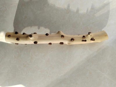 ​一截花椒木看万物生存技巧