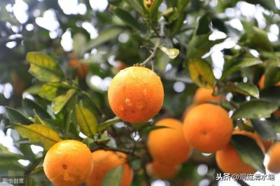 ​麻阳冰糖橙，也被称为