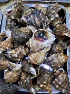 ​海螺家常做法
