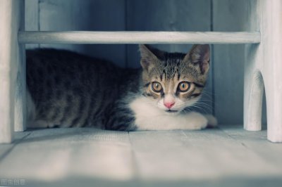 ​怎么判断猫咪是不是发情了？