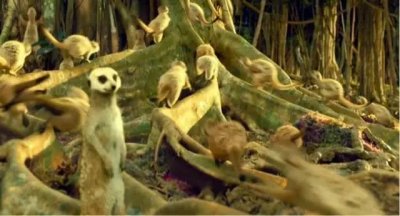 ​南非大地上的萌宠：狐獴