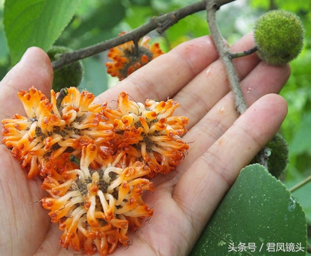 构树果成熟味道甜 中药名为楮实子 补肾明目强筋骨