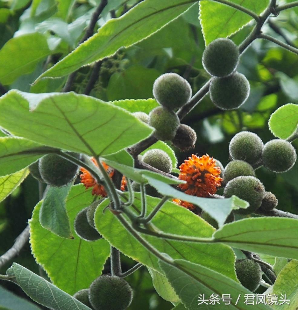 构树果成熟味道甜 中药名为楮实子 补肾明目强筋骨