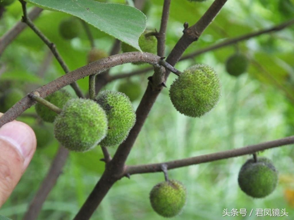 构树果成熟味道甜 中药名为楮实子 补肾明目强筋骨
