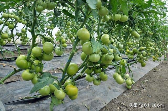 什么肥料对作物根系好（什么肥料促进根系生长）