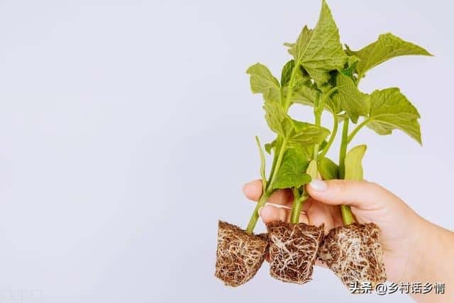 什么肥料对作物根系好（什么肥料促进根系生长）