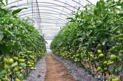 ​什么肥料对作物根系好（什么肥料促进根系生长）
