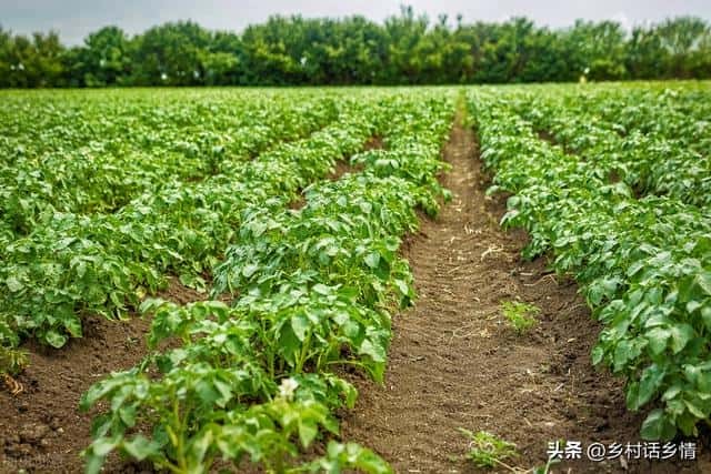 什么肥料对作物根系好（什么肥料促进根系生长）