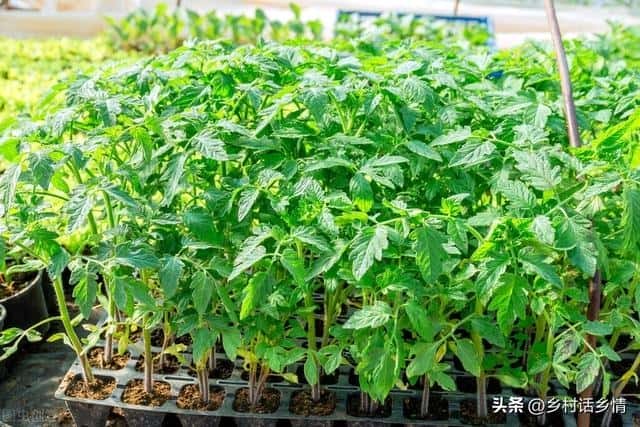 什么肥料对作物根系好（什么肥料促进根系生长）