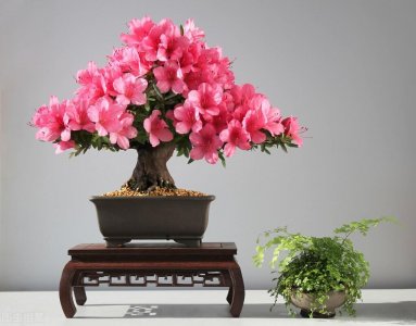 ​生桩与熟桩的区别（生桩和熟桩是什么意思区别图片）