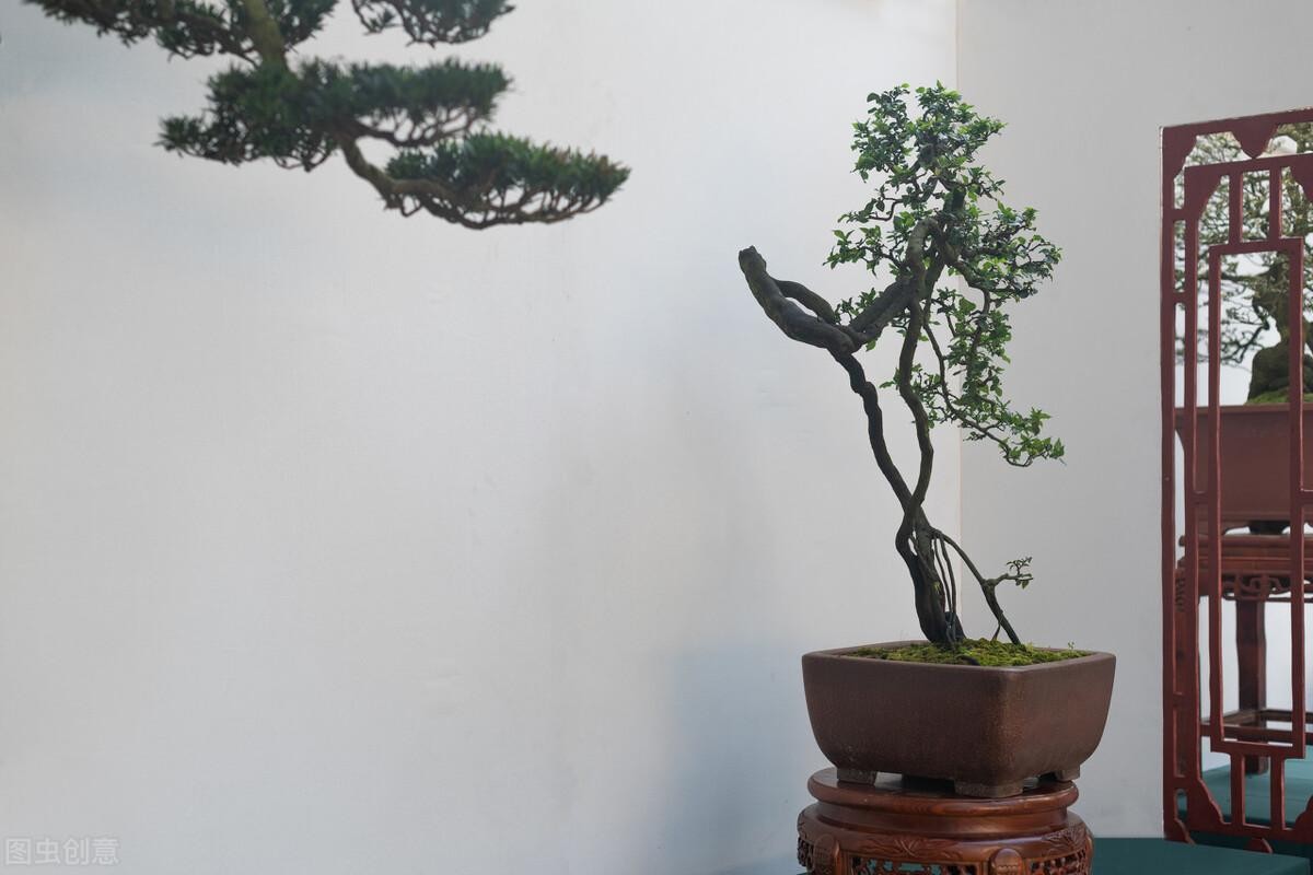 生桩与熟桩的区别（生桩和熟桩是什么意思区别图片）