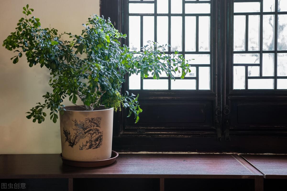生桩与熟桩的区别（生桩和熟桩是什么意思区别图片）