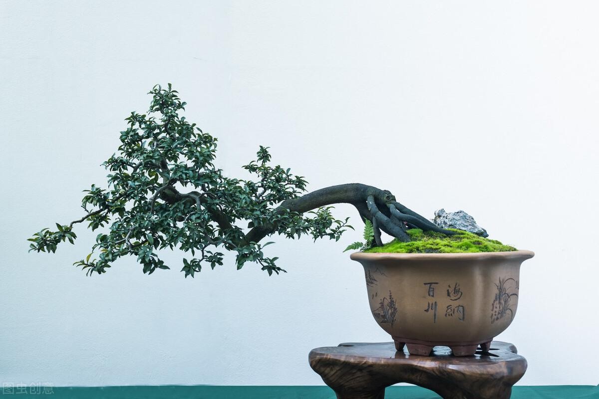 生桩与熟桩的区别（生桩和熟桩是什么意思区别图片）