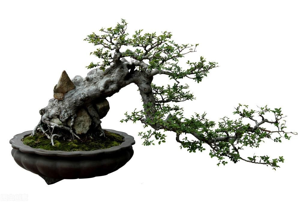生桩与熟桩的区别（生桩和熟桩是什么意思区别图片）