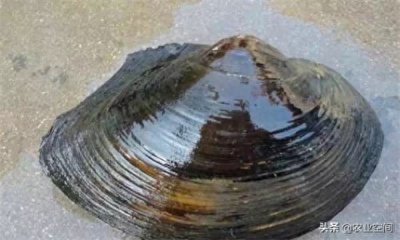 ​河蚌怎么繁殖后代的(河蚌一年繁殖多少次)