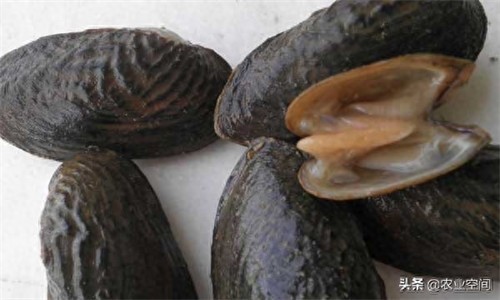河蚌怎么繁殖后代的(河蚌一年繁殖多少次)
