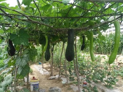 ​一颗“砍瓜”能吃一辈子，吃多少砍多少！永不腐烂的原因是什么？