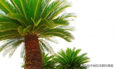 ​铁树种子怎样种植方法（铁树种子的播种步骤详解）