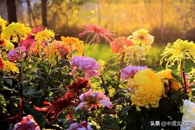 ​重阳节为什么有赏菊习俗？菊花为何是重阳节的重要标志