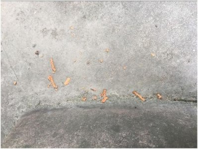 ​只闻其名，不见其形的天牛，今天抓住两条，算是见了庐山真面目