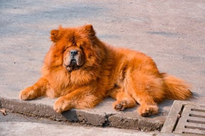​关于松狮犬的二十个冷知识