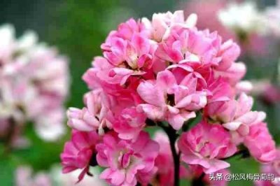 ​世界上排名第一美的花，荼蘼花的前世今生