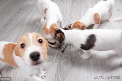月光鱼颜色月光鱼小鱼崽什么颜色