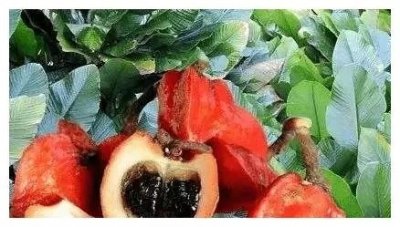 ​世界最甜水果，比食用糖还甜数倍，吃上一口会怎样？