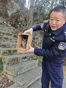 ​领角鸮落单街头，警民暖心相助