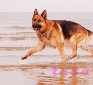 ​牧羊犬红葡萄酒(牧羊犬红葡萄酒价格)