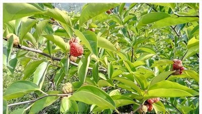 ​拓木珍稀树种：文化遗