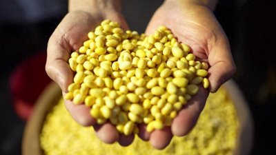​哈尔滨平山镇：豆腐第一镇的“致富经”