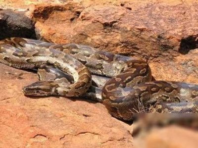 ​动物世界：非洲最大的无毒蛇——非洲岩蟒