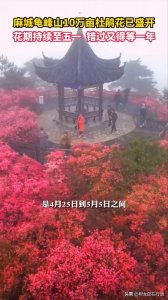 ​麻城龟峰山10万亩杜鹃花已盛开，花期持续到小长假，古杜鹃群落国内首屈一