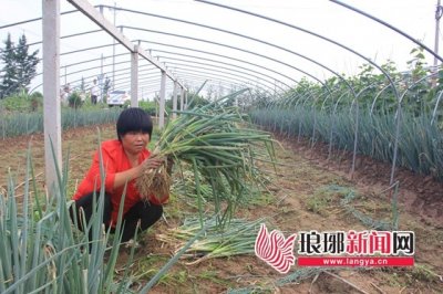 ​郯城县高峰头镇数百亩“铁杆王”大葱丰收盼销路