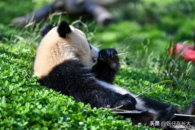 ​中国适合亲子游的十大热门目的地，赶紧带着孩子出发吧