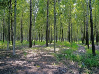 ​北京 顺义 潮白河森林公园——树林里的光影（摄影图集）