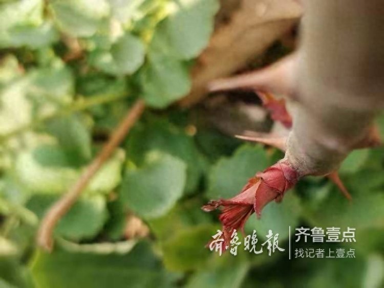 农历二月,这里最早的一株二月兰开花了