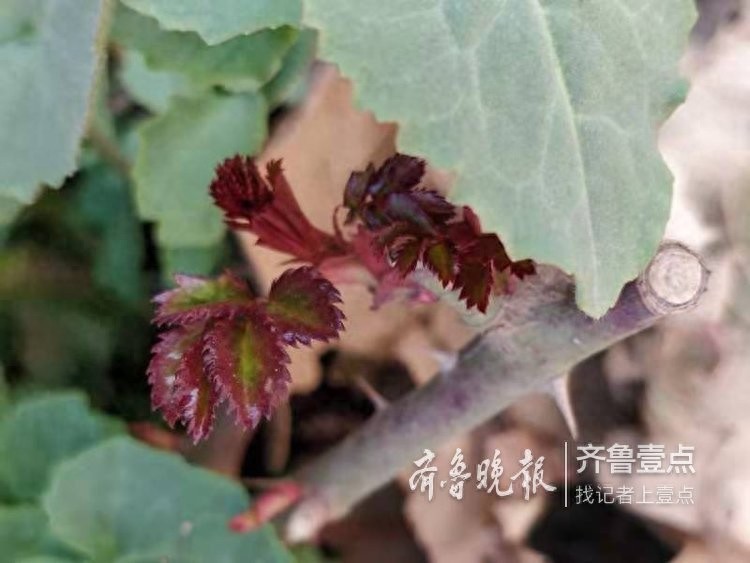 农历二月,这里最早的一株二月兰开花了