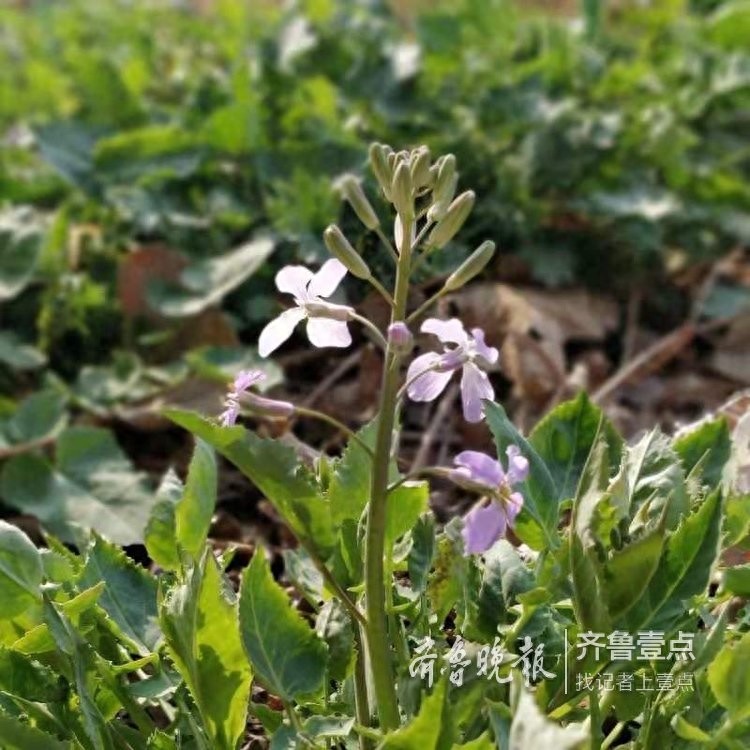 农历二月,这里最早的一株二月兰开花了