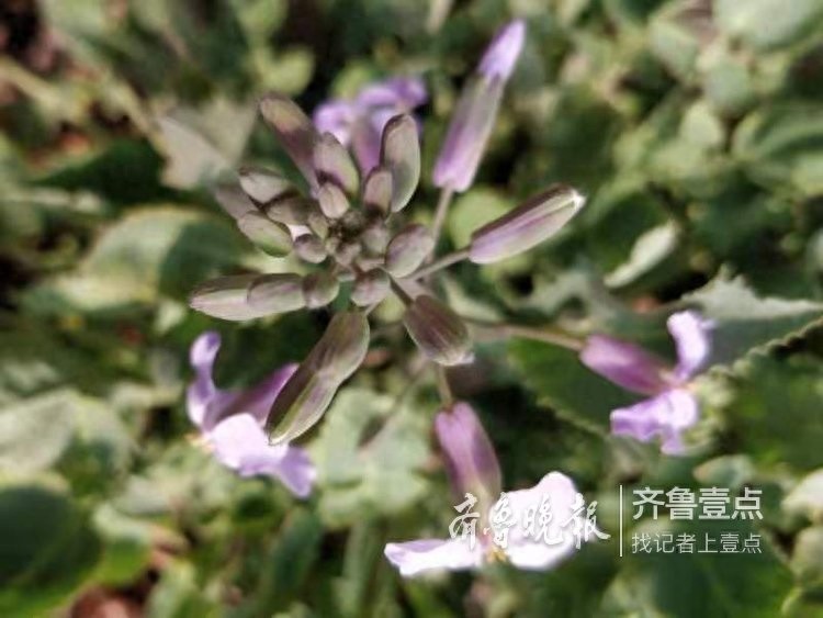 农历二月,这里最早的一株二月兰开花了