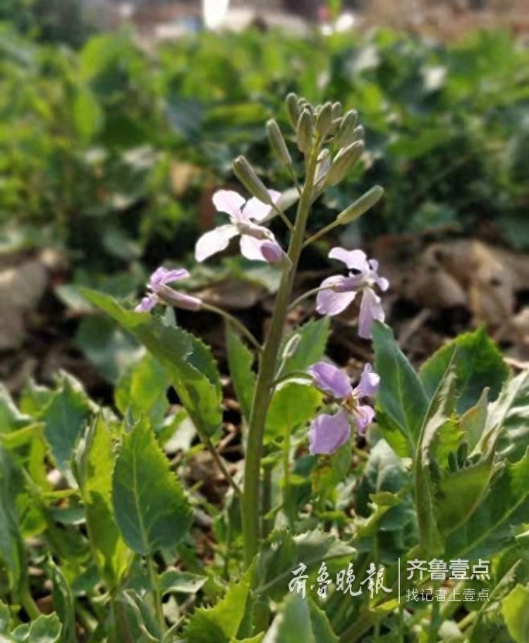 农历二月,这里最早的一株二月兰开花了