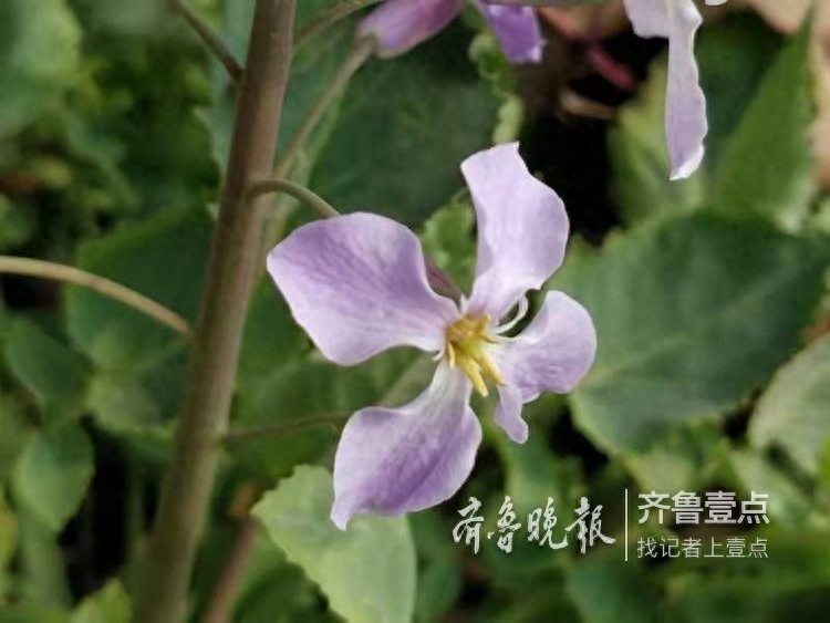 农历二月,这里最早的一株二月兰开花了